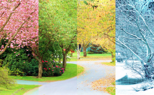 Japan has four seasons to enjoy in which spring, summer, autumn, and winter are almost equal in length.