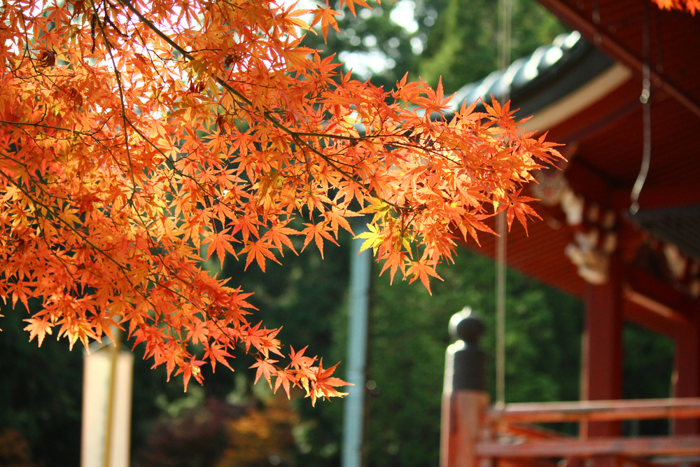Japanese autumn words Aki Kouyou 秋　紅葉　もみじ