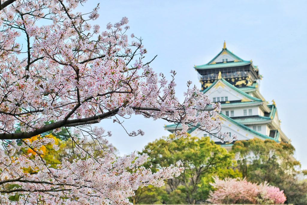 Cherry blossoms at Osaka castle, Japan