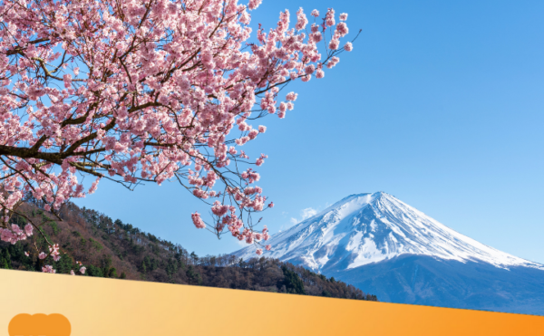 Cherry Blossom and its meaning in Japan