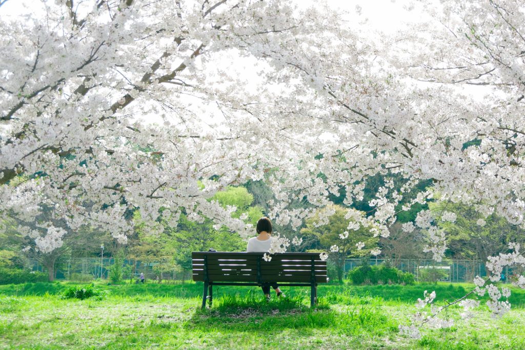 a girl enjoying Hanami: "watching flowers", especially cherry blossoms, in Japan