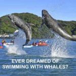 Swim and meet whales in Japan in Taiji Town